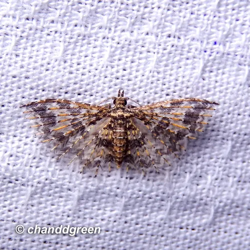 Pterotopteryx spilodesma - photo 5