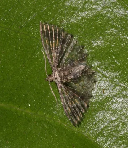 Pterotopteryx spilodesma - photo 6