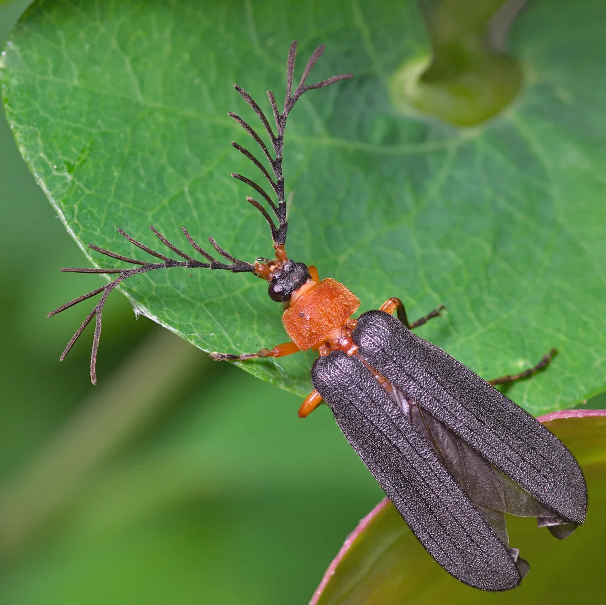 Pterotus obscuripennis - photo 2