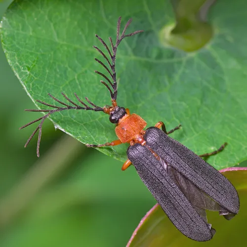 Pterotus obscuripennis - photo 3