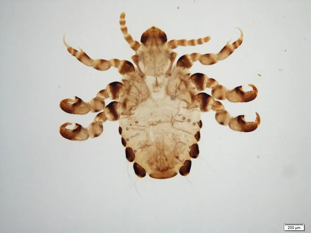 Gorilla Louse - photo 2