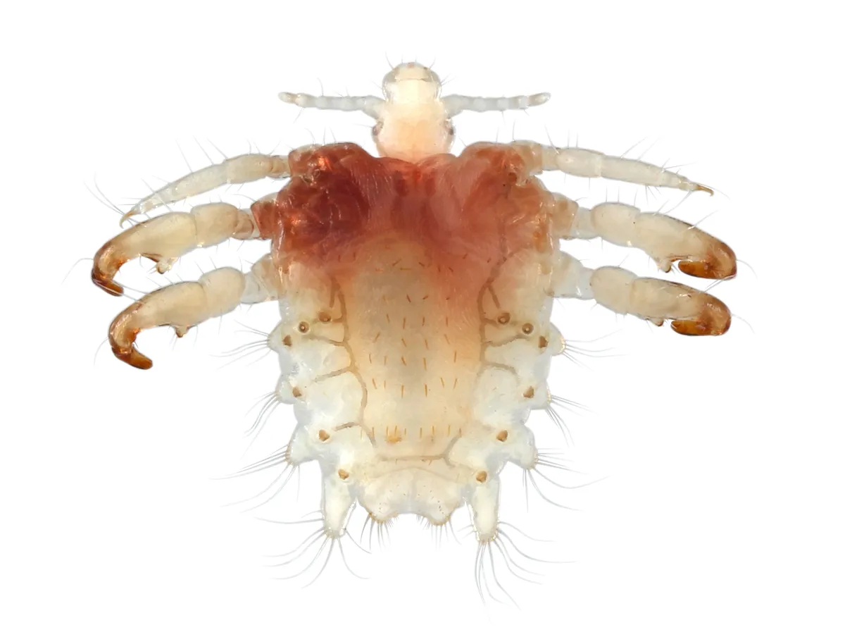 Crab Louse - photo 3