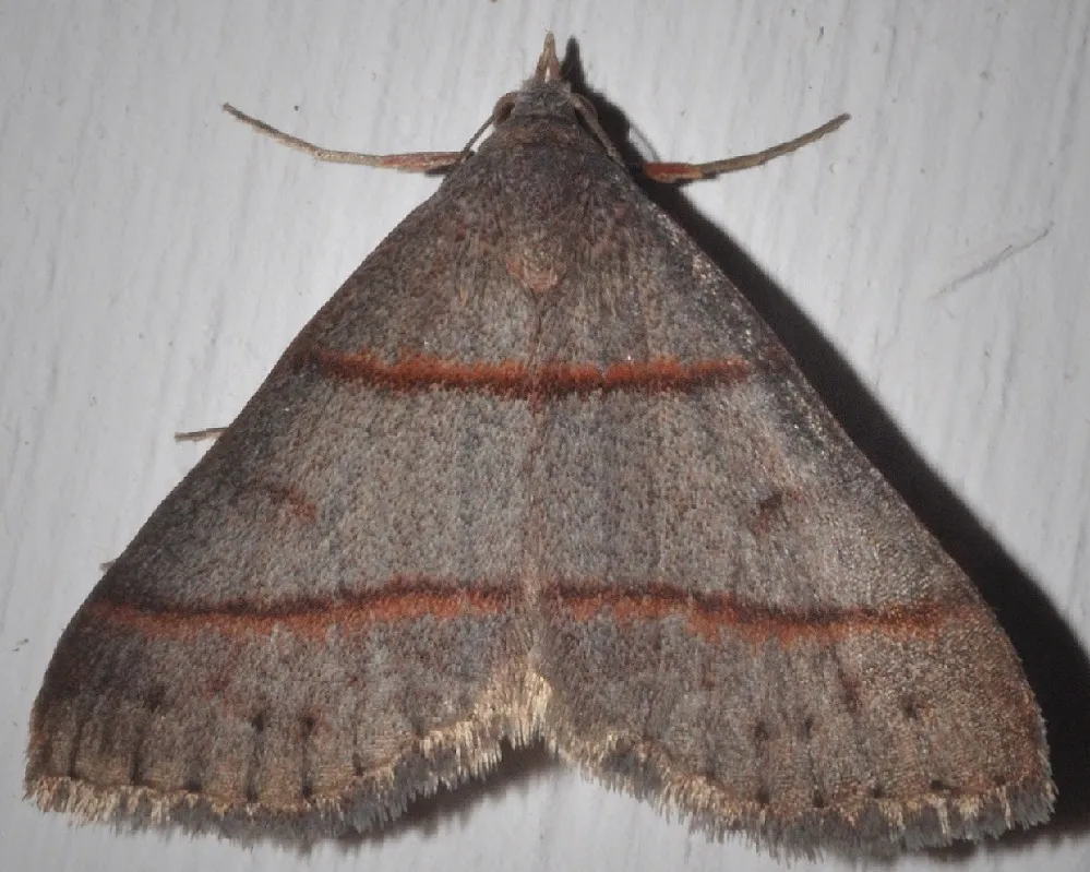 Southern Ptichodis - Hodges#8751 - photo 2