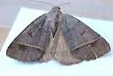 Ptichodis bucetum - Hodges#8754