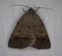 Ptichodis bucetum - Hodges#8754 - photo 2