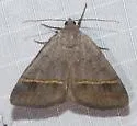 Ptichodis bucetum - Hodges#8754 - photo 3
