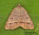 Ptichodis bucetum - Hodges#8754 - photo 4