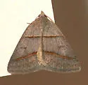 Common Ptichodis - Hodges#8750
