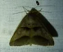 Common Ptichodis - Hodges#8750 - photo 3