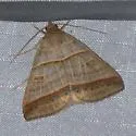 Ptichodis immunis - Hodges#8750.1