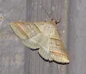 Ptichodis immunis - Hodges#8750.1 - photo 2