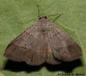 Ptichodis ovalis - Hodges#8753