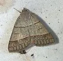 Ptichodis ovalis - Hodges#8753 - photo 2