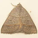 Ptichodis ovalis - Hodges#8753 - photo 3