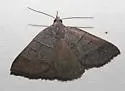 Ptichodis ovalis - Hodges#8753 - photo 4