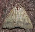 Ptichodis ovalis - Hodges#8753 - photo 5