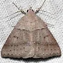 Ptichodis pacalis - Hodges#8752 - photo 2