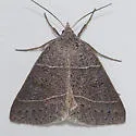 Ptichodis pacalis - Hodges#8752 - photo 3