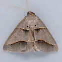 Ptichodis pacalis - Hodges#8752 - photo 4