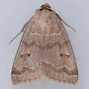 Ptichodis pacalis - Hodges#8752 - photo 5
