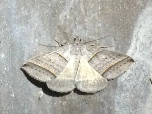 Black-tipped Ptichodis Moth - Hodges#8749 - Ptichodis vinculum