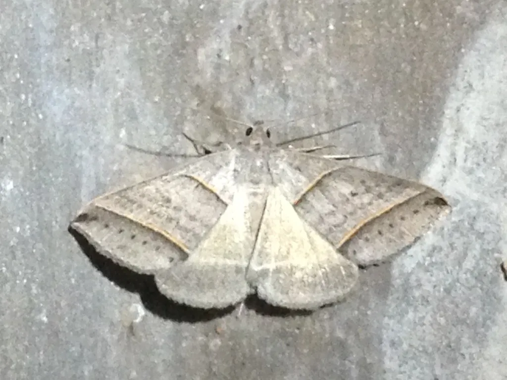 Black-tipped Ptichodis Moth - Hodges#8749 - photo 2