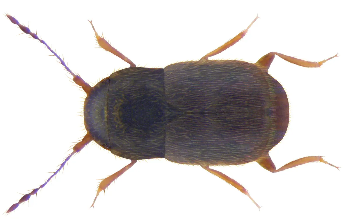 Featherwing[ed] Beetles - photo 3