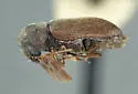Ptilinus acuminatus - photo 2