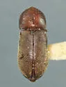 Ptilinus acuminatus - photo 3