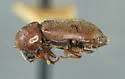 Ptilinus acuminatus - photo 4