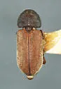 Ptilinus basalis