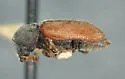 Ptilinus basalis - photo 2