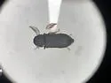 Ptilinus lobatus