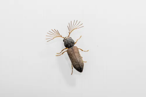 Ptilinus pectinicornis
