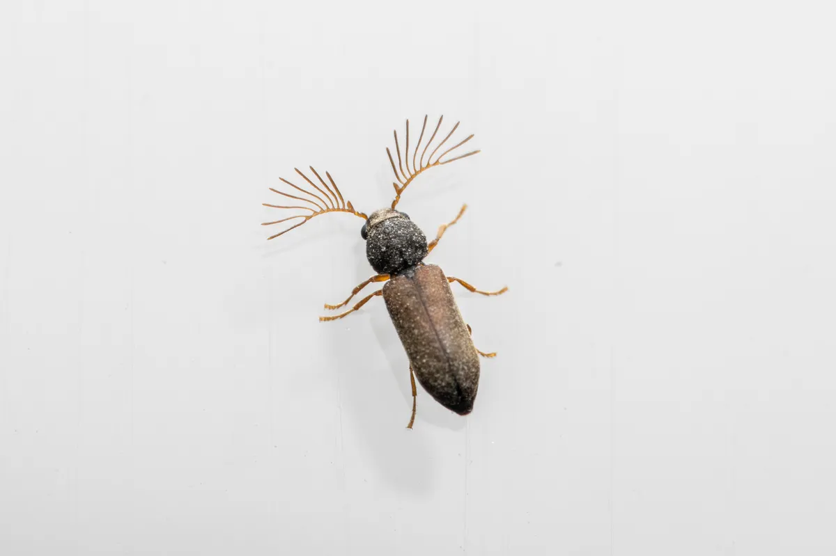 Ptilinus pectinicornis - photo 2