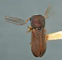 Ptilinus ramicornis