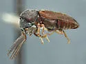 Ptilinus ramicornis - photo 2