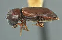 Ptilinus ramicornis - photo 3