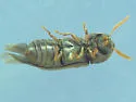 Ptilinus ruficornis