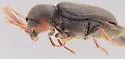 Ptilinus ruficornis - photo 3