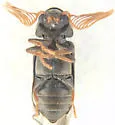 Ptilinus ruficornis - photo 4