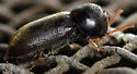 Ptilinus ruficornis - photo 5