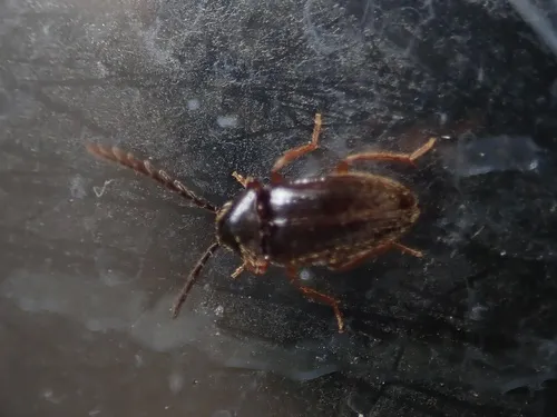 Ptilodactyla amamioshimana