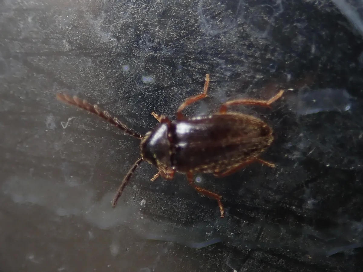 Ptilodactyla amamioshimana - photo 3