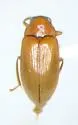 Ptilodactyla angustata