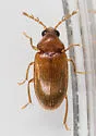 Ptilodactyla angustata - photo 3