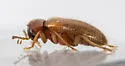 Ptilodactyla angustata - photo 4