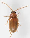 Ptilodactyla angustata - photo 5