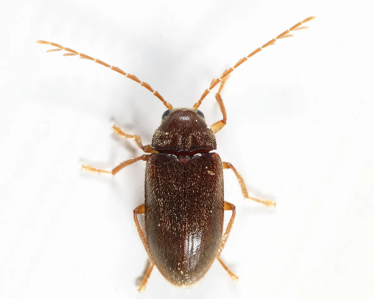 Ptilodactyla carinata