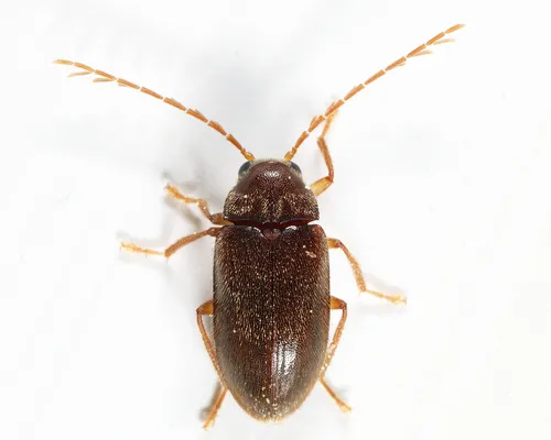 Ptilodactyla carinata - photo 2